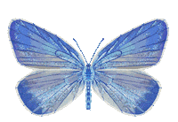 Illustration Butterfly Sticker