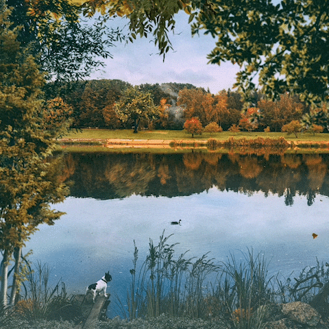 virtart_gallery fall autumn landscape river GIF