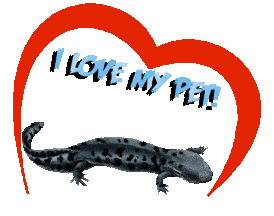 Guinea Pig Love Sticker