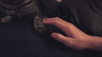 How to Pet a Cat