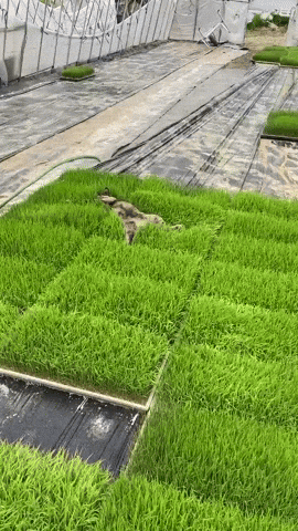 cuteanimalland giphyupload GIF