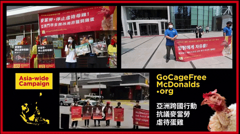 easttw giphyupload animals asia mcdonalds GIF