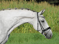 Clipfart horse shit poop talkshit GIF