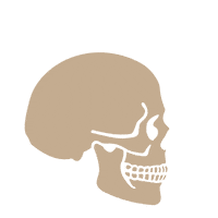 Head Skull Sticker by NHM Wien