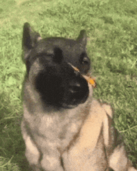 Dog With Butterfly GIF