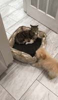 Puppy Drags Cat's Bed 