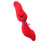 Endoscopy Esophagus Sticker by I Heart Guts