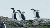 nat geo penguins GIF by National Geographic Channel