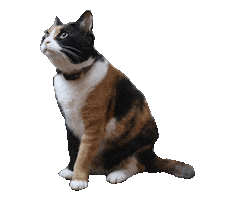 Calico Sticker