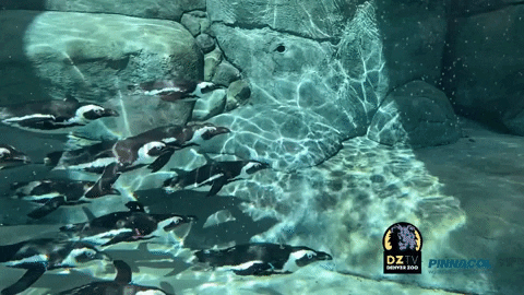 jgiphypa giphygifmaker penguins GIF