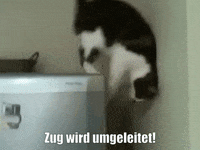 unsereoebb cat katze oebb weltkatzentag GIF