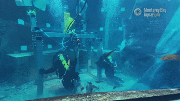Exhibit Divers GIF by Monterey Bay Aquarium