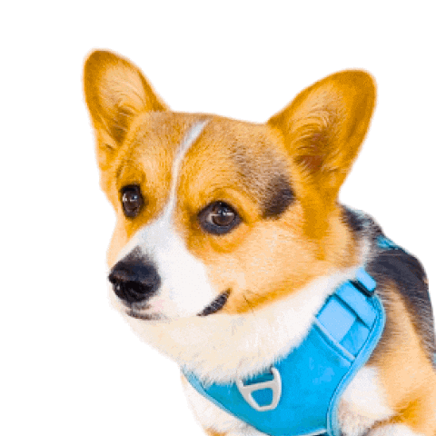 Corgi Polish Sticker