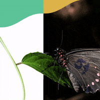 GIF by valenobrasil