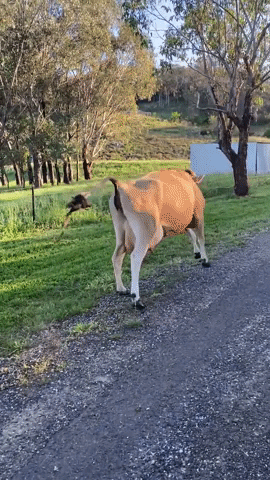 Sassy Cow Saunters Down Road