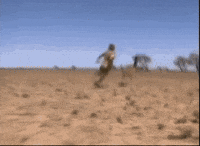 steve chasing GIF