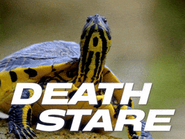 Staring Evil Eye GIF by Sealed With A GIF