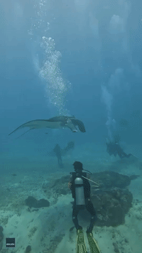 Diver Awestruck by Sight of 'Majestic' Manta Ray in Bali Waters
