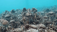 Diver Films an Endless Sea of Crabs Near Melbourne