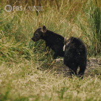 Baby Animals Love GIF by Nature on PBS