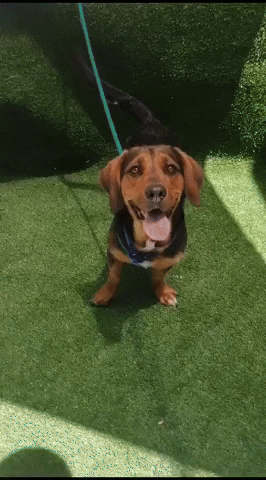 SPCA giphyupload GIF