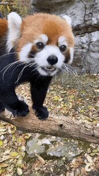 Red Panda Nose GIF by Cincinnati Zoo
