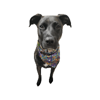 Here Comes May Sticker by Geekster Pets