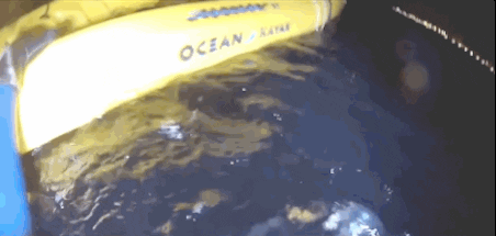 Boats Seals GIF