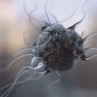 pylik life weird evil grow GIF