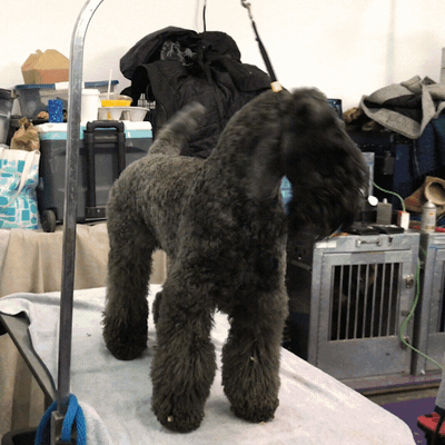 dog show dogs GIF by Westminster Kennel Club