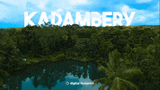 Water Trees GIF