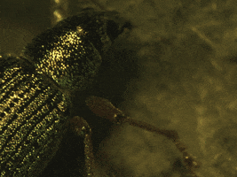 Lab Insect GIF by Ansel Oommen, EDAC, MLS(ASCP)CM