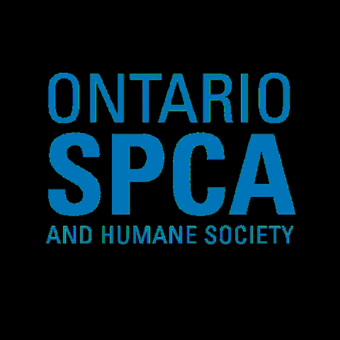 ospcapeac giphygifmaker animals adopt ontario GIF