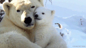 polar bear awww GIF