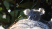 Australian Reptile Park Introduces Snuggly Koala Joey