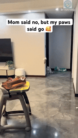 cuteanimalland giphyupload GIF