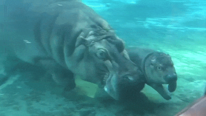 hippo baby GIF