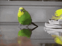 GIF by Giffffr