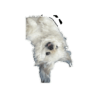 Team Sticker by Caravan of Paws