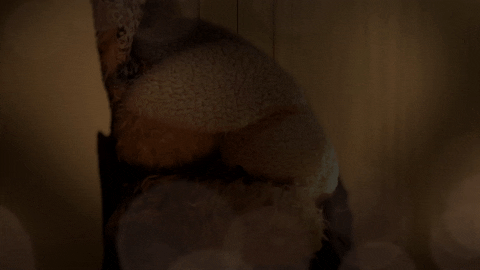 tv series bunny GIF by Zackary Rabbit