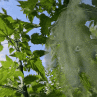 Good Morning Flowers GIF by TRT