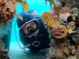 Crab Crashes Seahorse's Underwater Photoshoot