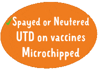 Animal Shelter Adopt Sticker by HeARTs Speak