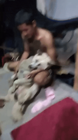 cuteanimalland giphyupload GIF