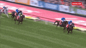worldhorseracing horse champion horses winx GIF