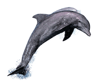 Sticker Dolphin Sticker by Piramid Studio