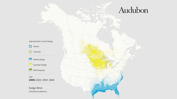 sedge wren GIF by audubon