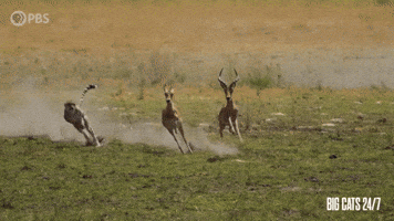Season 2 Running GIF by PBS