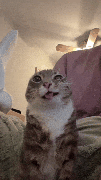 Silly Cat GIF