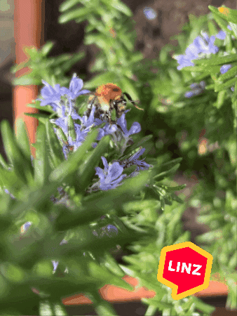Flower Wow GIF by Linz News